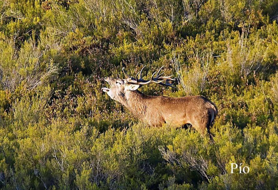 Casa Rural Rosita Santa Cruz de los Cuérragos Dış mekan fotoğraf